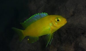 Metriaclima lombardoi